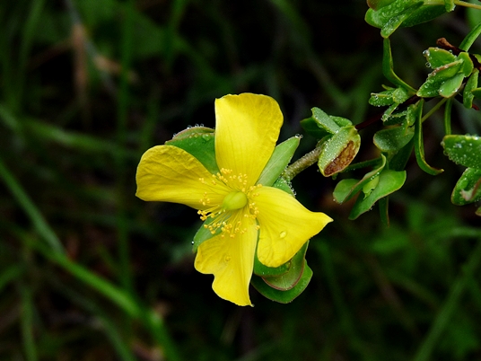 {Hypericum crux-andreae}